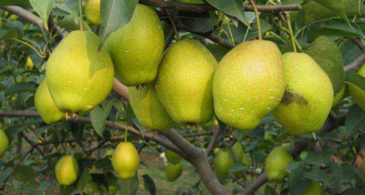 korla-pears.jpg korla-pears.jpg