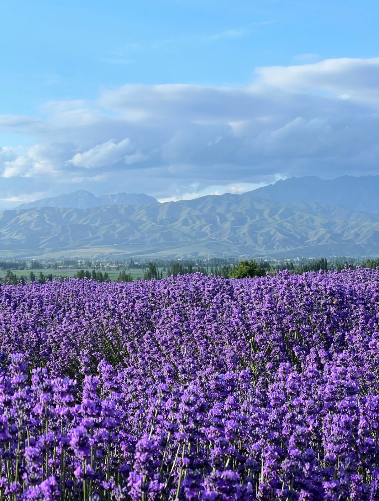 Huocheng Lavender Manor, Xinjiang