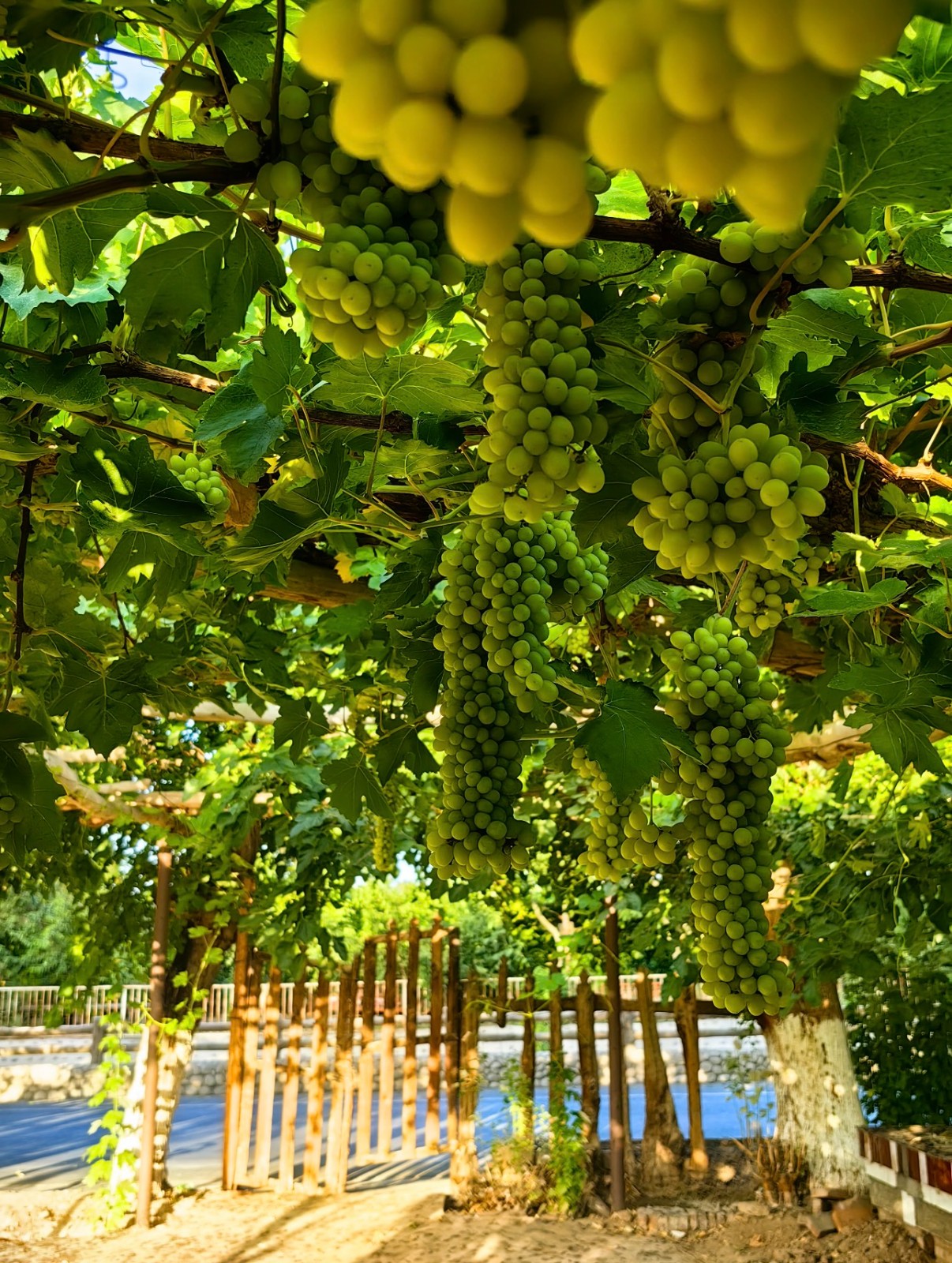 Turpan Grape Valley, Xinjiang