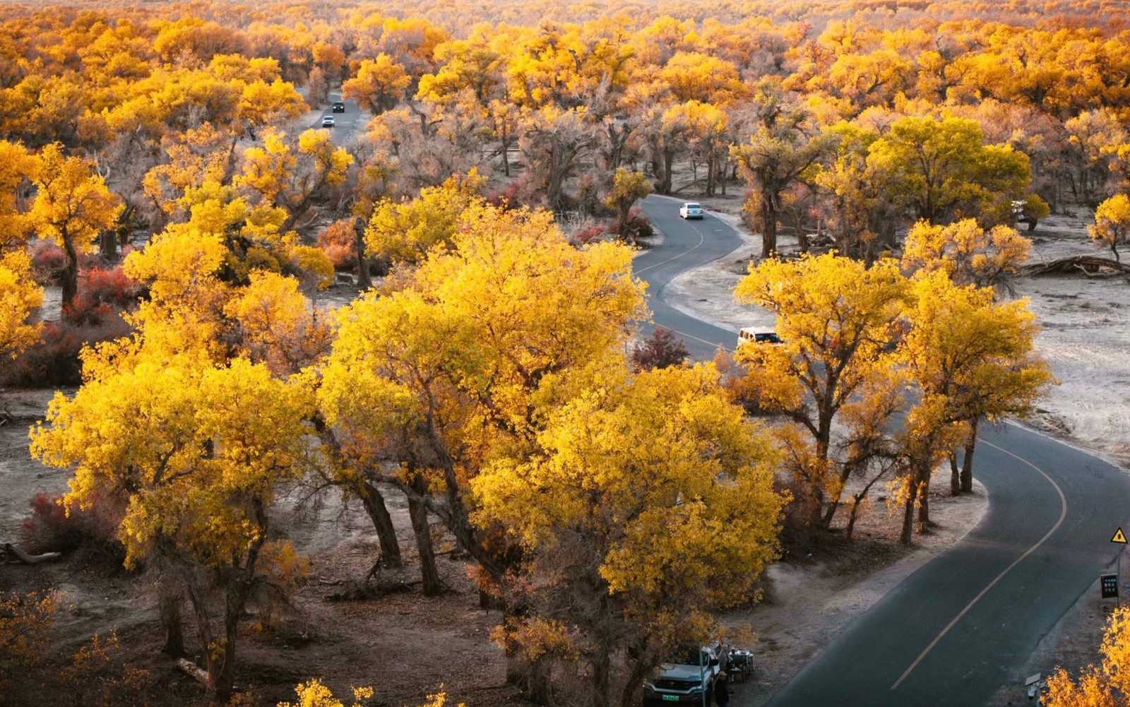 Tarim-Populus-Euphratica-Forest-in-Luntai-01.jpg Tarim-Populus-Euphratica-Forest-in-Luntai-01.jpg