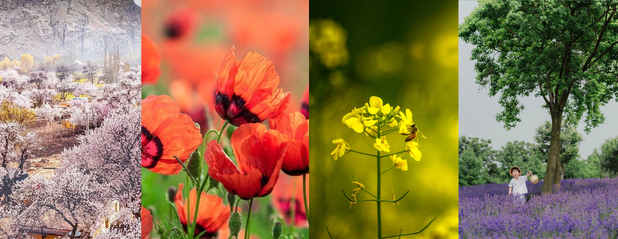 xinjiang flower.png xinjiang flower.png