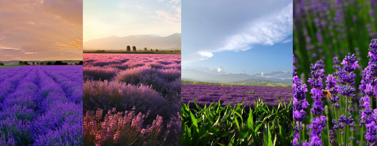 xinjiang lavender.png xinjiang lavender.png