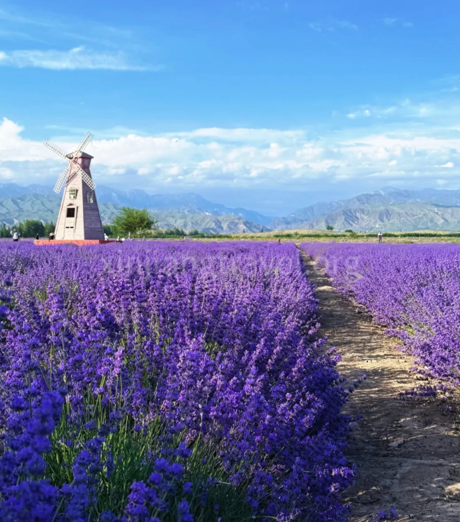lavender-in-xinjiang-03.png