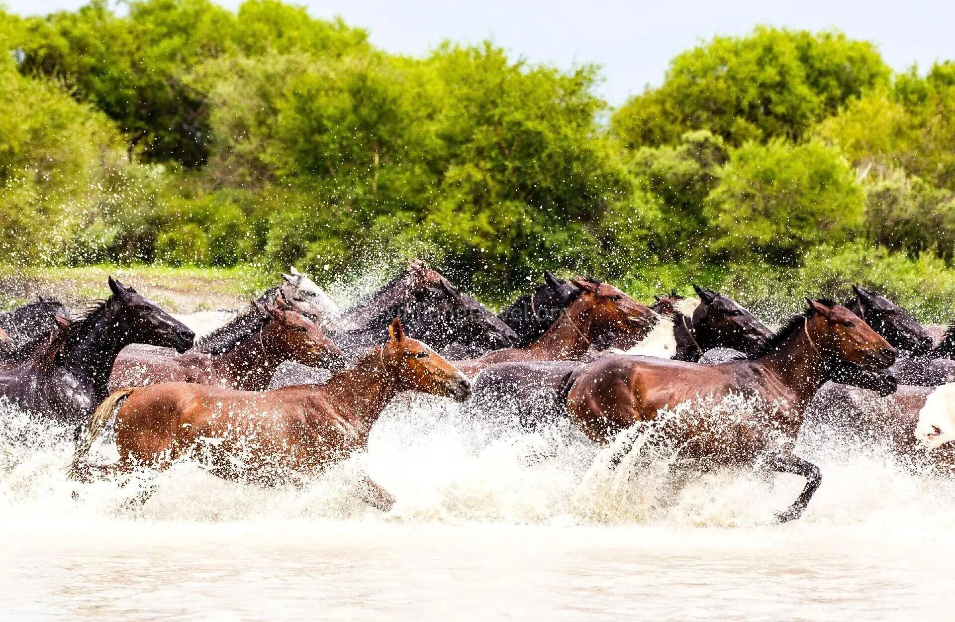 ili-horses.jpg