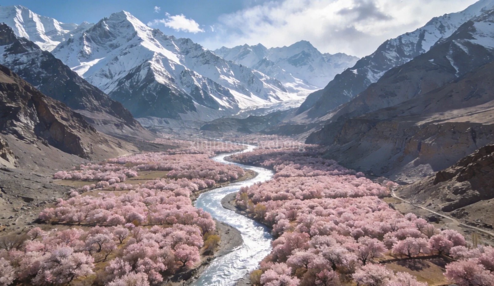 apricot-blossoms.jpg