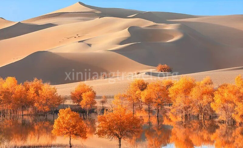 populus-euphratica-forests.jpg