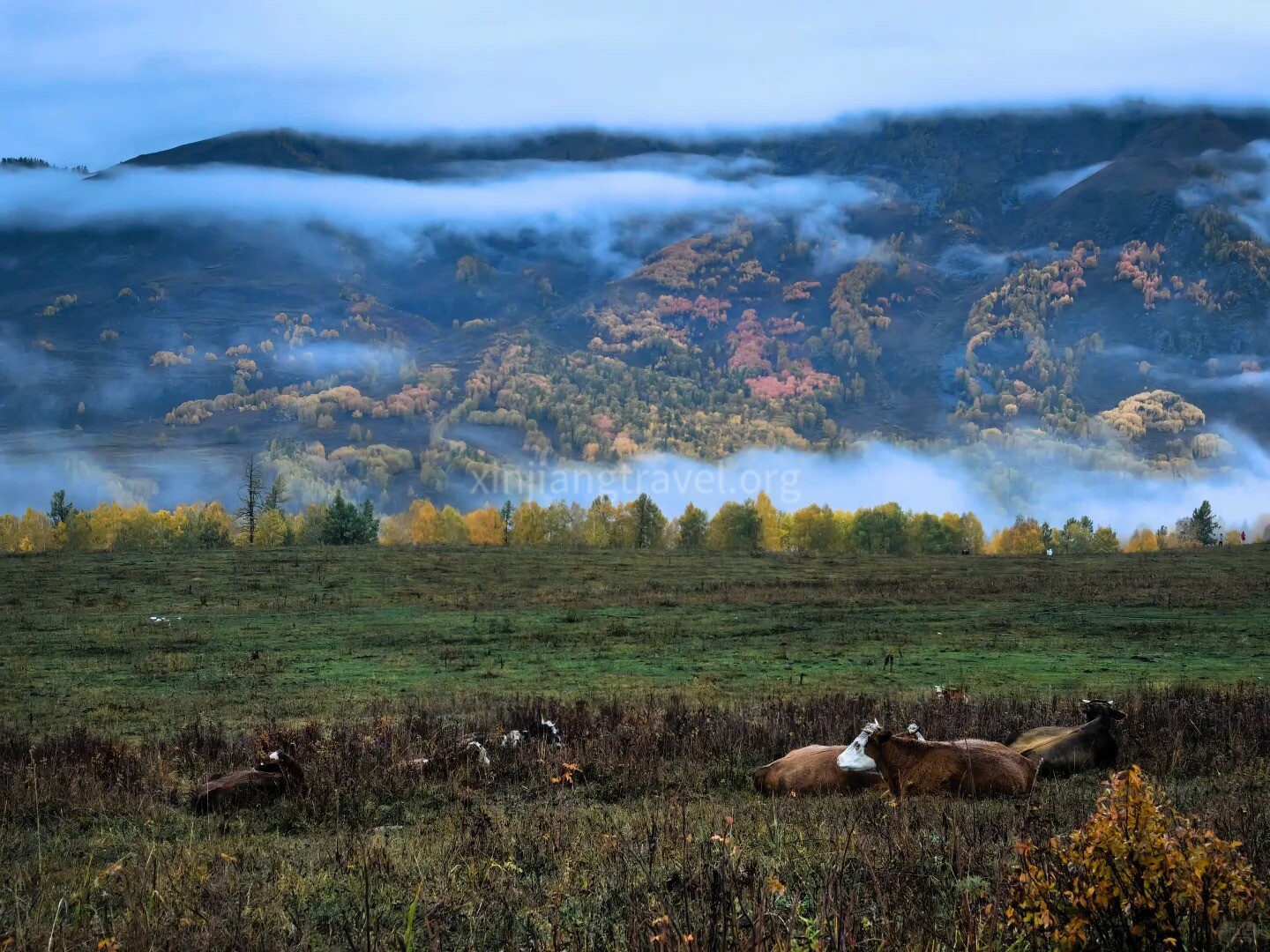 hongbas-grassland.jpg