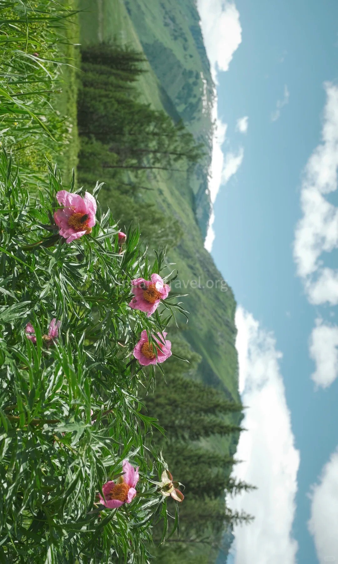 spring-hemu.jpg