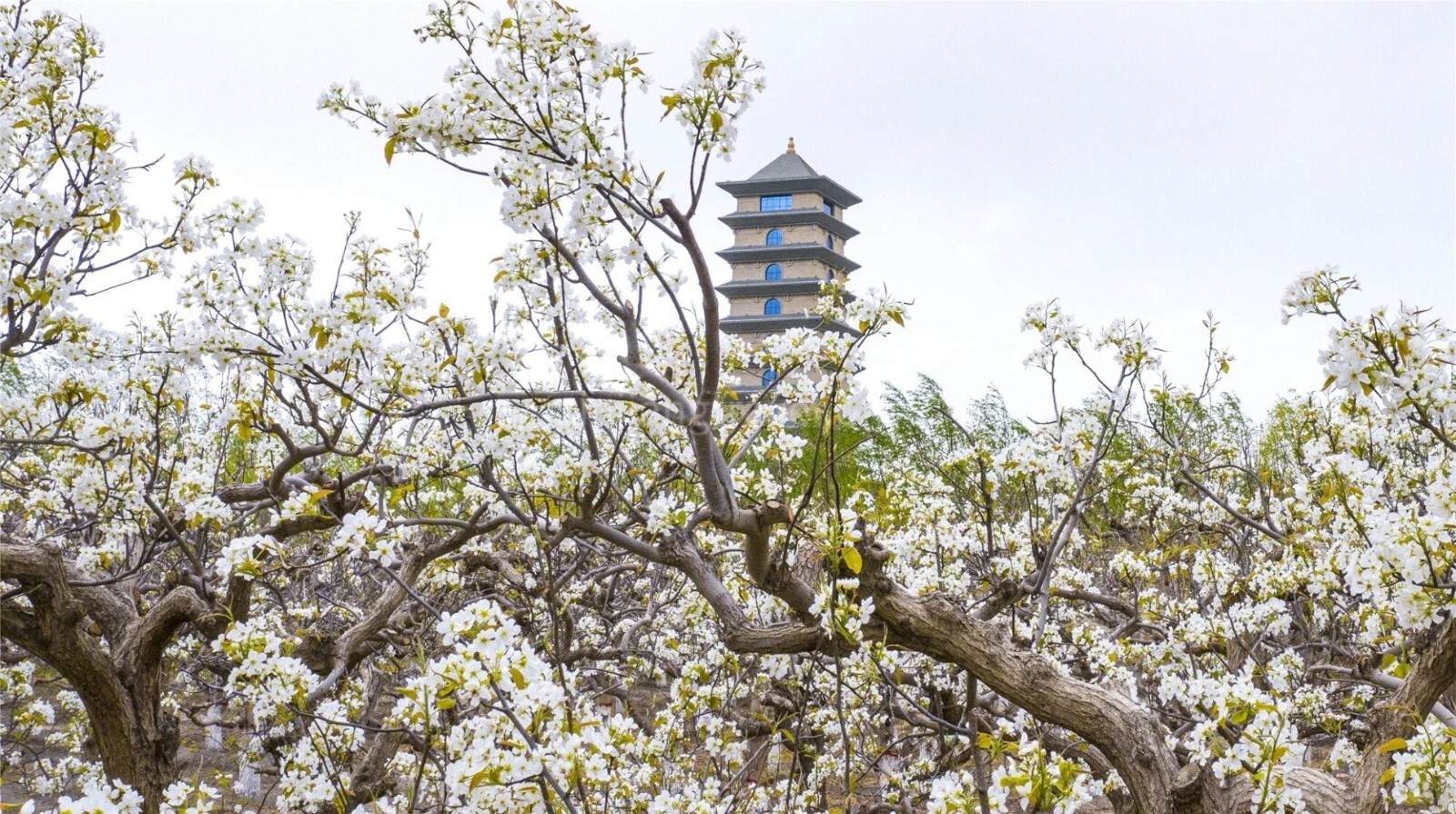 xinjiang-spring-travel-5