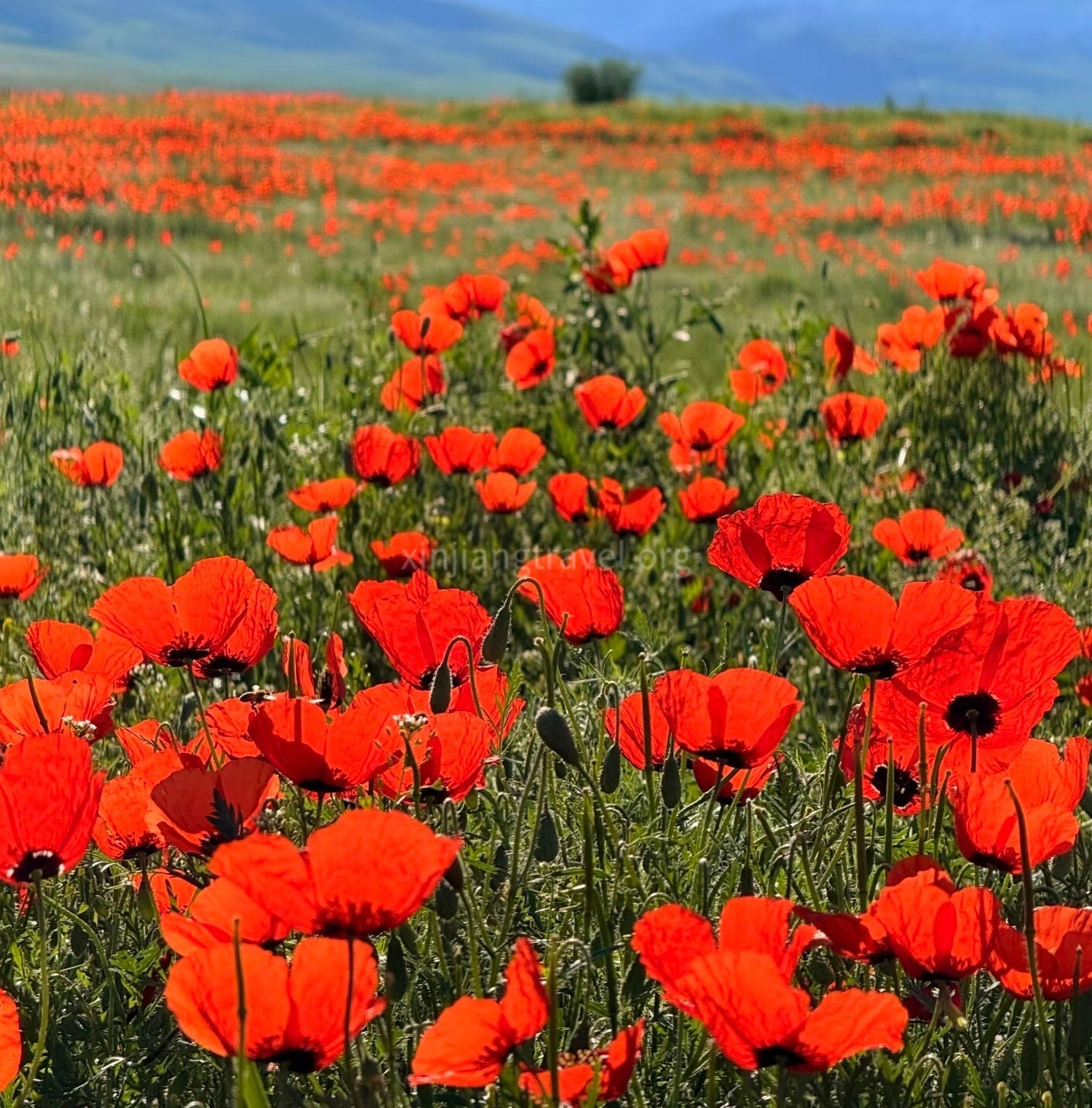 red-poppy-01.jpg