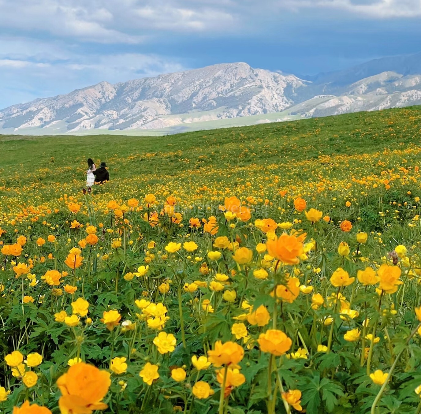 globeflower.jpg