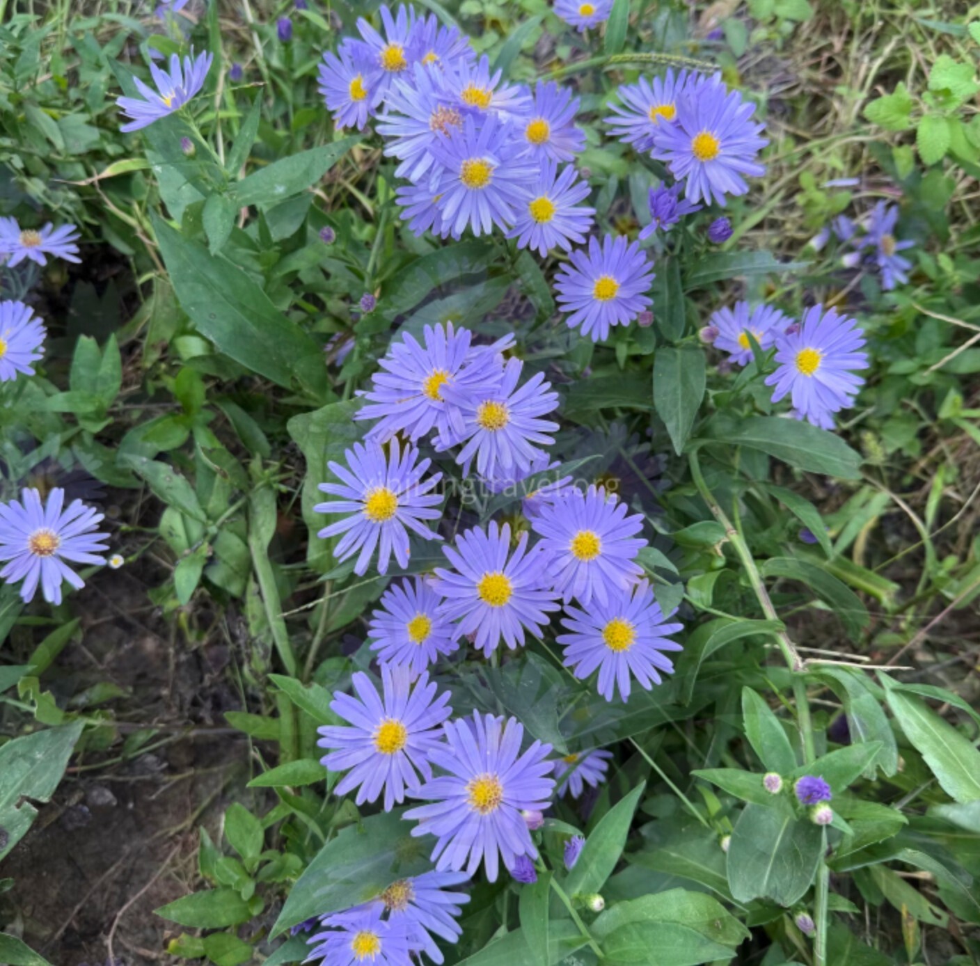 aster-01.jpg