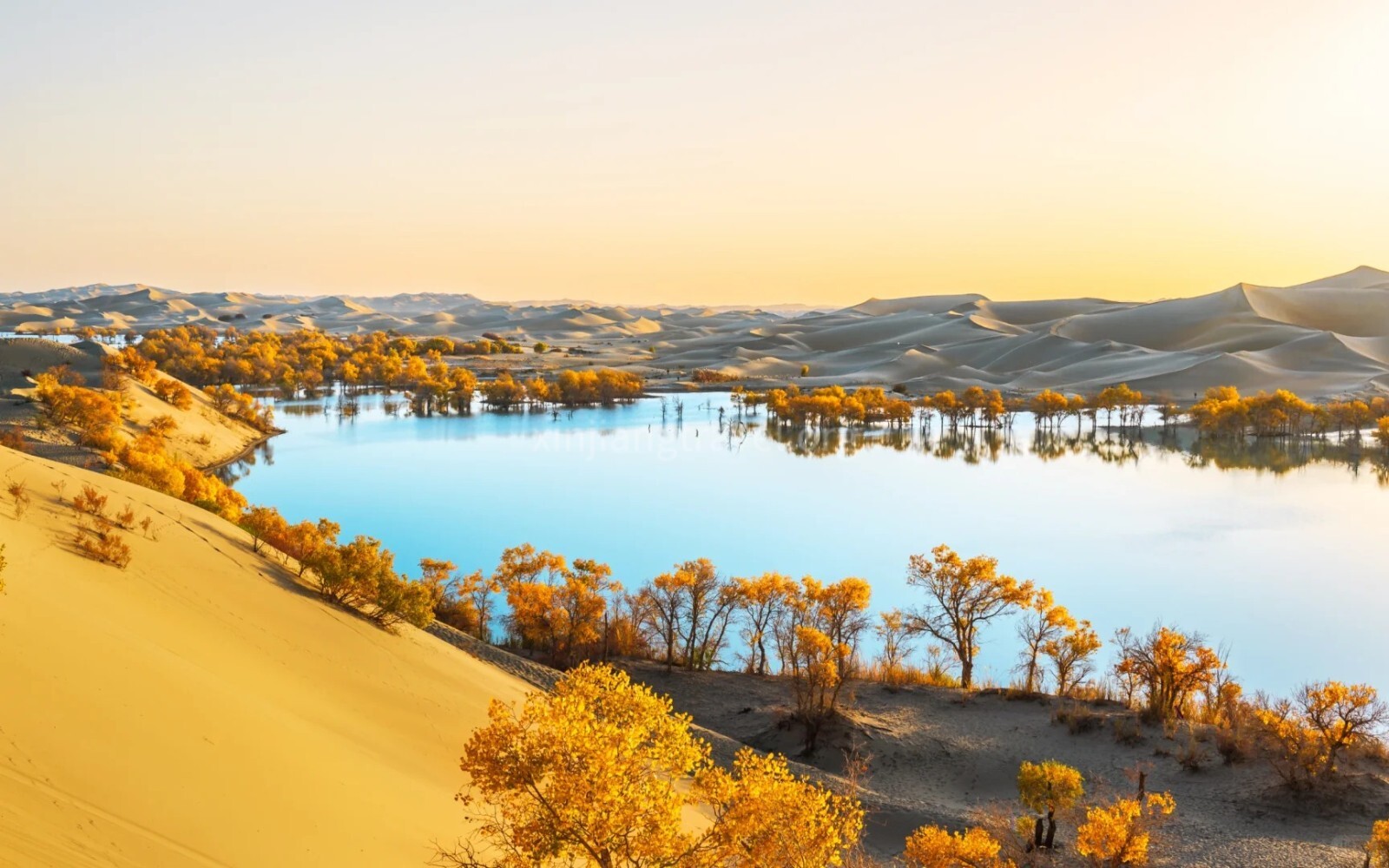 tarim-populus-euphratica-forest.jpg