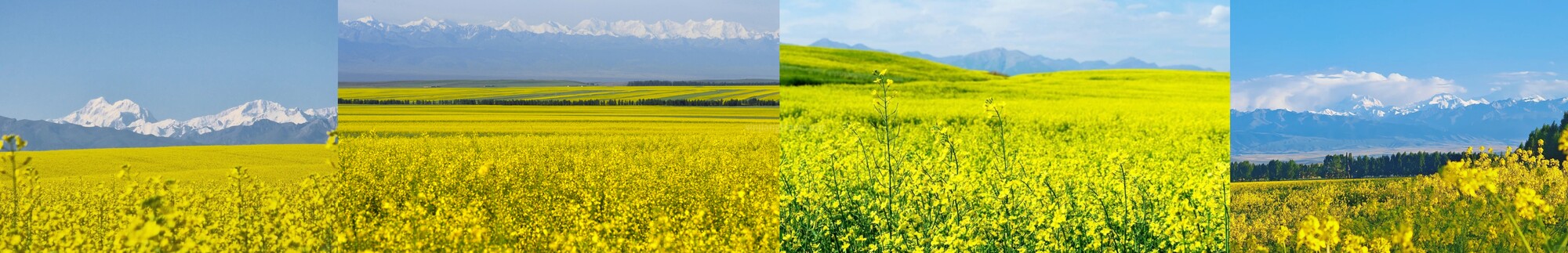xinjiang-rapeseed-4