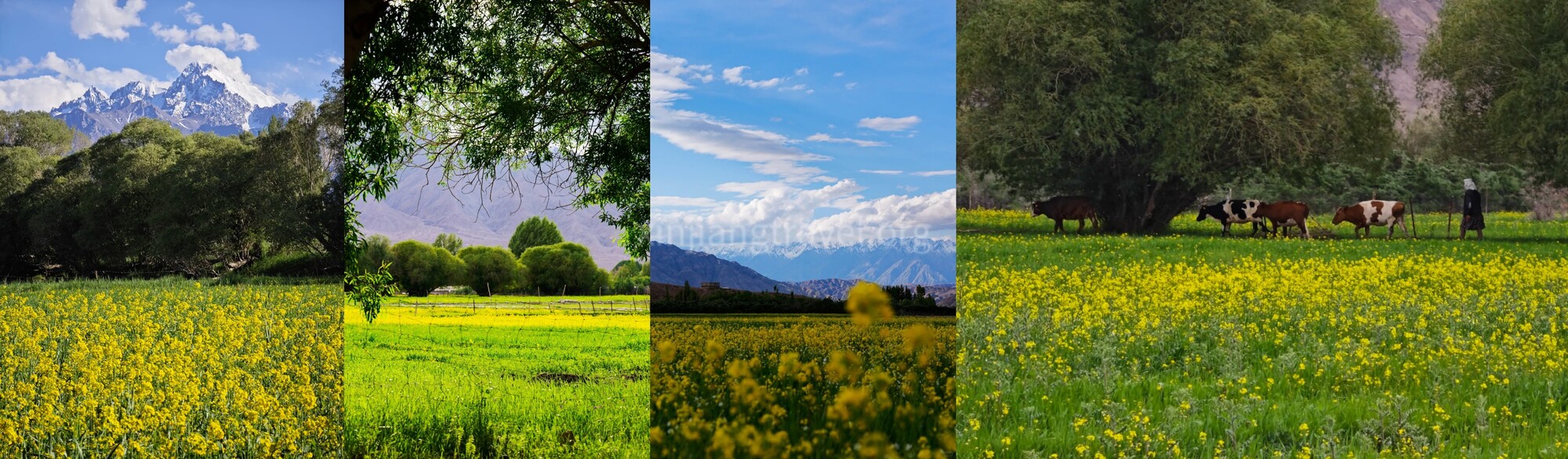 xinjiang-rapeseed-8