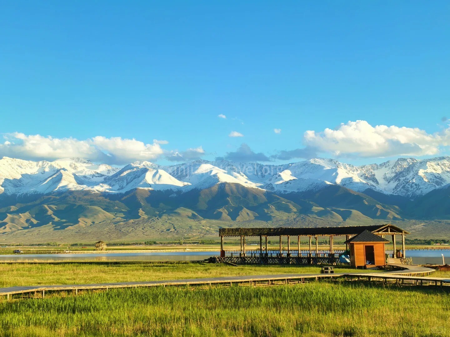 xinjiang-rapeseed-6