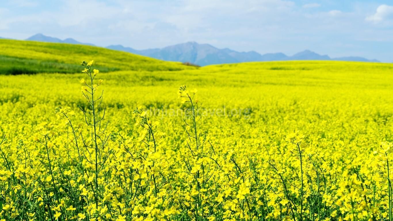 xinjiang-rapeseed-7
